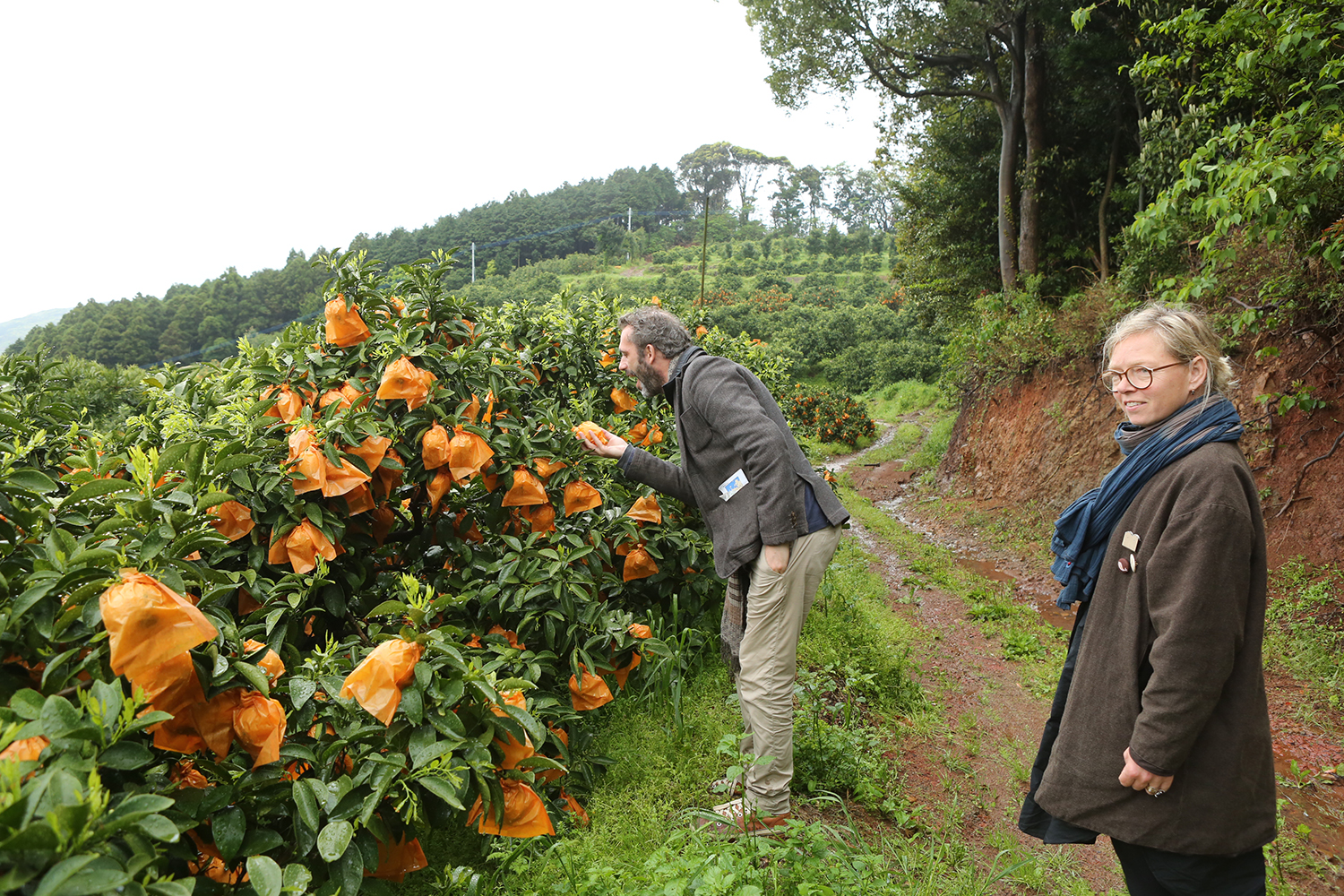 INA-MATT: inspiration source no.3  visiting at citrus grove in the south part of Hirado